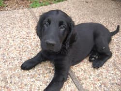 retriever flatcoateds