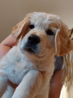 retriever goldens