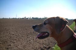 ridgeback rhodesians