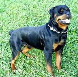 Rottweilers