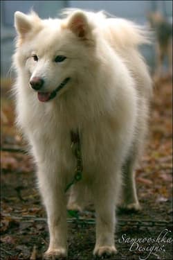 Samoyeds