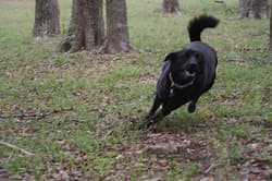 Schipperkes