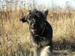 schnauzer giants