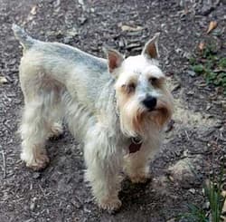 Schnauzer Miniatures