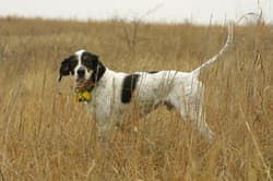 setter englishes
