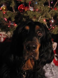Setter Gordons