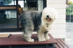 sheepdog englishes