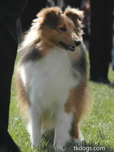 sheepdog shetlands