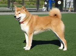 Shibas