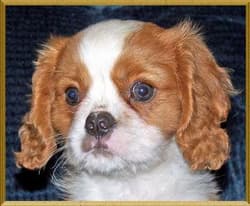 Spaniel Blenheims