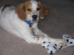 Spaniel Brittanies