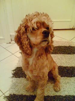 spaniel cockers