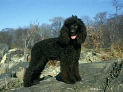 Spaniel Irishes