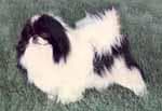 Spaniel Japanese