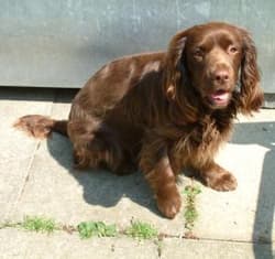 spaniel sussexes