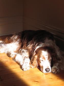spaniel welshes