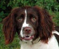 springer englishes