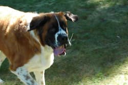 stbernards