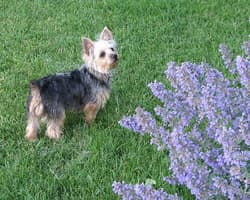 Terrier Australians