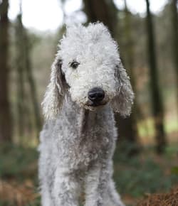 terrier bedlingtons