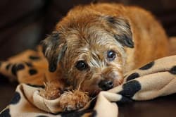 terrier borders