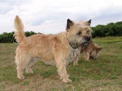 Terrier Cairns