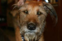 terrier irishes