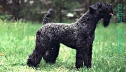 Terrier Kerryblues