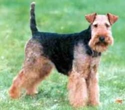 Terrier Lakelands