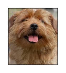 terrier norfolks