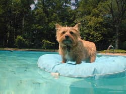 terrier norwiches