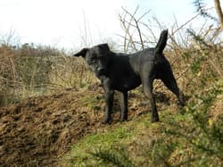 Terrier Patterdales
