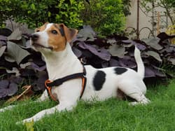 terrier russells