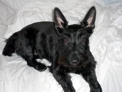 terrier scottishes