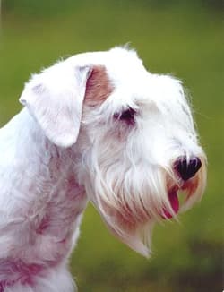 Terrier Sealyhams