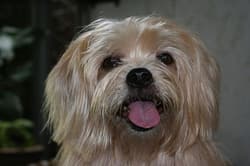 Terrier Silkies