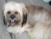 Terrier Tibetans