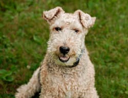 Terrier Welshes