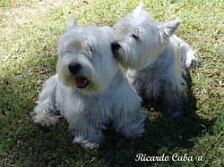 Terrier Westhighlands