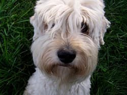 terrier wheatens