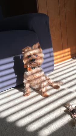 terrier yorkshires