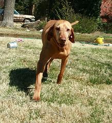 Vizslas