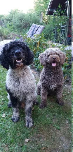 Waterdog Spanishes