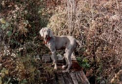 Weimaraners