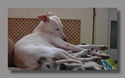 Whippets