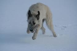 wolfhound irishes